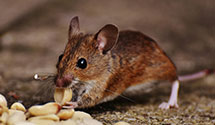 Find Exterminators in Shasta County